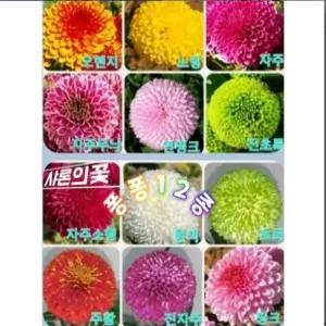 퐁퐁국화모종(폼폰국화)12종1셋