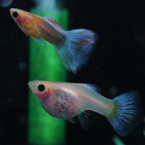 [춘자네수족관]고정구피, 블루 토파즈 글라스벨리 [수2+암3] 구피