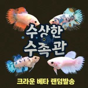 [수상한수족관] [하프문베타 ] 크라운 베타암컷 / 1마리 / 랜덤발송