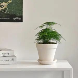 아스파라거스 나누스 (소형) 화이트 토분 식재 개업 축하 승진 카페 화분