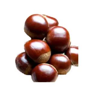 농협 프리미엄 공주 옥광밤 4Kg 2Kg 25년 햇밤 선별 세척밤