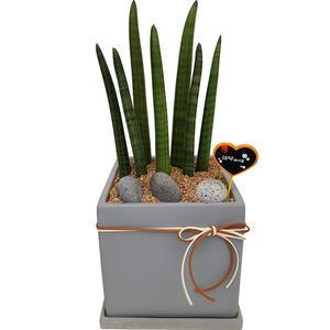 스투키 부산꽃집 개업 이전 화분 행사 선물 꽃배달