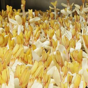 프리미엄급 땅콩새싹 약초 분말 110g 땅콩새싹차 70회분 트랜스 레스베라트롤 전립선 갱년기 소변OK