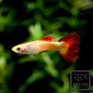 [고정구피] 선셋 구피 [1쌍]