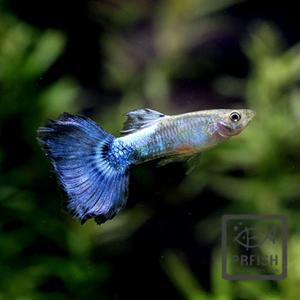 [고정구피] 블루다이아몬드 구피 [1쌍]