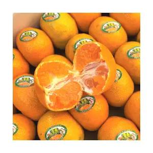 제주 불로초 감귤 고당도 당도선별 1.5kg 3kg 타이백 프리미엄 로얄과 선물용