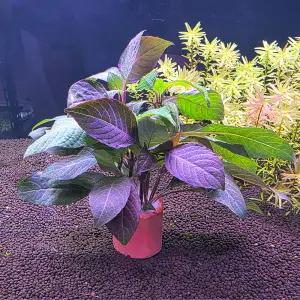 하이그로필라 코림보사 포트수초 어항 수족관 장식 구피 은신처