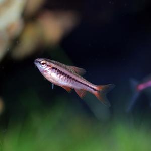 티아쿠아 열대어 체리바브 10마리 관상어