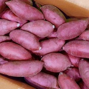 해나미 해남 세척 애플구마 꿀 고구마 베니하루카 3kg 중상