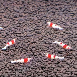 CRS새우 1.2-1.4cm ss급 2마리 관상용 레드비 비쉬림프