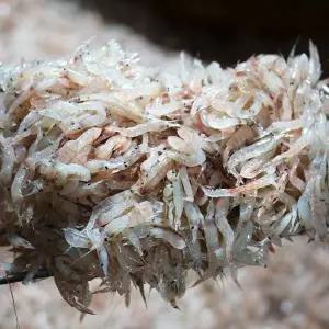 인천 김장새우 김장용 생새우 동백하 냉동 2kg 젓갈용