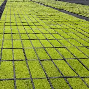 마이플랜트 소백산 서리이끼 조경 원예 분재 돌 인테리어 테라리움 자연 이끼