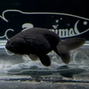 [주니멀열대어][금붕어]흑난주 (블랙난주) 4cm관상어