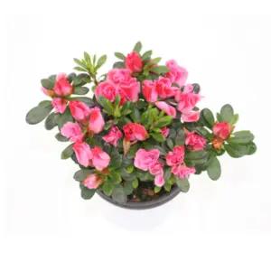 장미 철쭉 화분 서양 금황 아잘레아 연산홍 중품