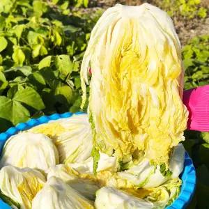 강원도 영월 고랭지 김장 절임배추 절인배추 10kg 20kg 택