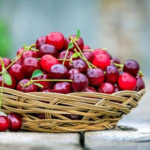 자연미가 체리 1kg(1kgx1ea)/냉동과일