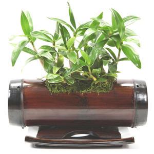 선물용 난 분재 꽃배달 개업 동양란 서양란 생일선물 축하 기념일 승진 취임 이전 선물 화분