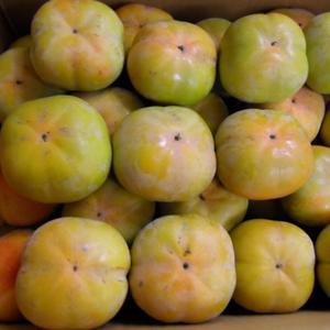 단감 5kg 10kg 태추/차량/부유단감