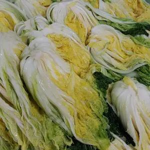 [st푸른농원]농사지은 배추로 절인 괴산절임배추 20kg (7-10포기) 예약배송