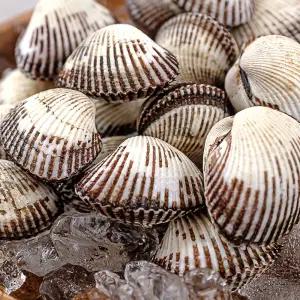 [더주] 해감 걱정 없이 바로 조리하는 벌교 새꼬막 2kg(중품)