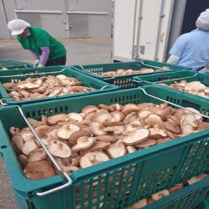 산지 생 표고버섯(하) 1kg 파지 파지- 소