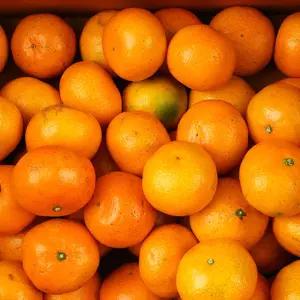 제주 감귤 고당도 타이벡귤 중대과 M-L 5kg