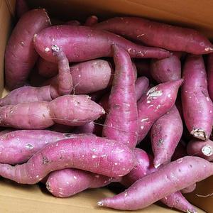 해남 꿀밤호박고구마 못난이 10kg