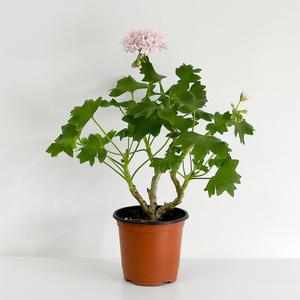 조앤호지슨 유럽제라늄 소형 모종