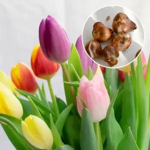 튤립 구근 프리미엄 유럽 가을 추식 네덜란드 튤립 키우기