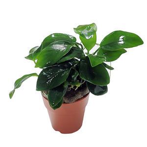 아누비아스 나나 포트 음성수초 어항 수족관