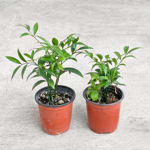 죽백나무 소형 모종 식물  인테리어 화분 실내공기정화