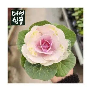 꽃배추 흰색 화이트 꽃양배추 노지월동 겨울꽃 정원 조경 소형 대성식물