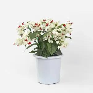 덴드롱 중형 꽃 모종 야생화 공기정화식물 인테리어