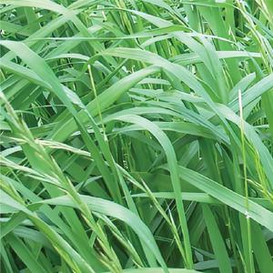 이탈리안그라스 10kg 양잔디 잔디 씨 씨앗 종자 풀씨 꽃씨몰