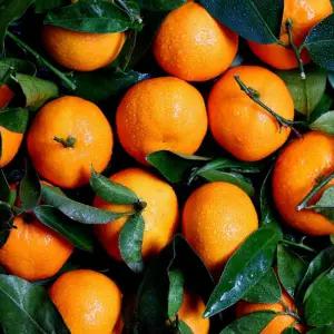 제주 극조생 가정용 노지 감귤 중대과(M-L) 5kg 박스포함