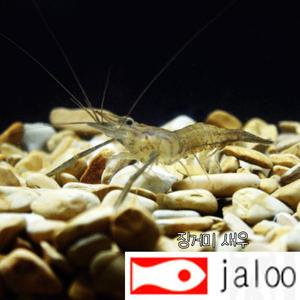 생먹이 자루 징거미 집게발 줄새우 민물 어항 수족관 연못 방생 낚시미끼