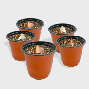 마이플랜트 튤립 구근 식재 5개 세트 씨앗 모종