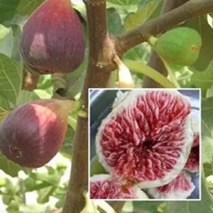 무화과나무 묘목 승정도후인 삽목2년 특묘