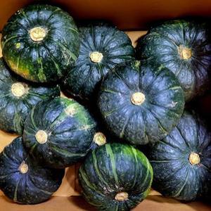 호박 단호박 보우짱 밤호박 3kg 미니밤호박 보우짱 3kg