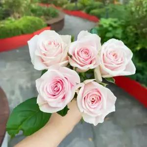 오후의 꽃 생화 랜덤 장미 5송이 꽃배달 싼곳 양재꽃시장 택배