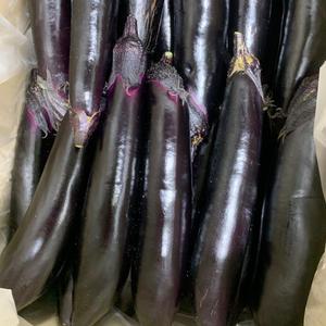 국내산 축양 가지 1kg