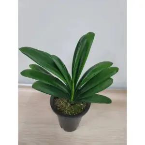 봄봄 군자란 중품