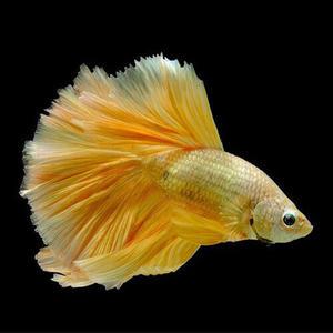 [춘자네수족관]열대어, 골든 하프문베타 [수컷]