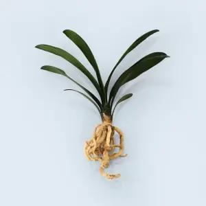 군자란 세척 모종 소형 수경재배 식물 키우기쉬운 인테리어 실내공기정화 식물