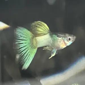 [리뉴얼 이벤트 달이네 수족관] 옐로우 핑구