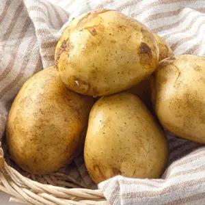 GAP인증 국내산 포슬포슬 두백 감자 5kg (중소)