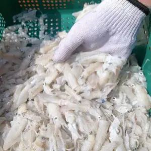 국산 냉동 호래기 호레기 1kg