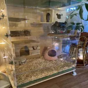 슈가글라이더 사육장 피그미다람쥐 아크릴케이지 놀이터 하늘다람쥐