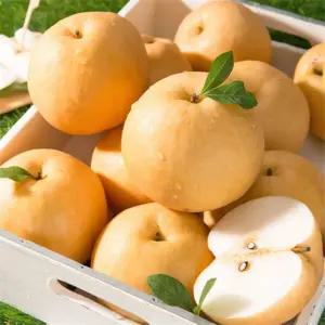 서용형 신고 배 15KG 26-30과 특 서생배