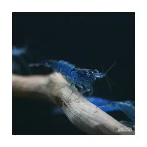 블루벨벳 새우 (10마리)